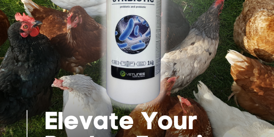 Elevate Your Poultry Farming Journey